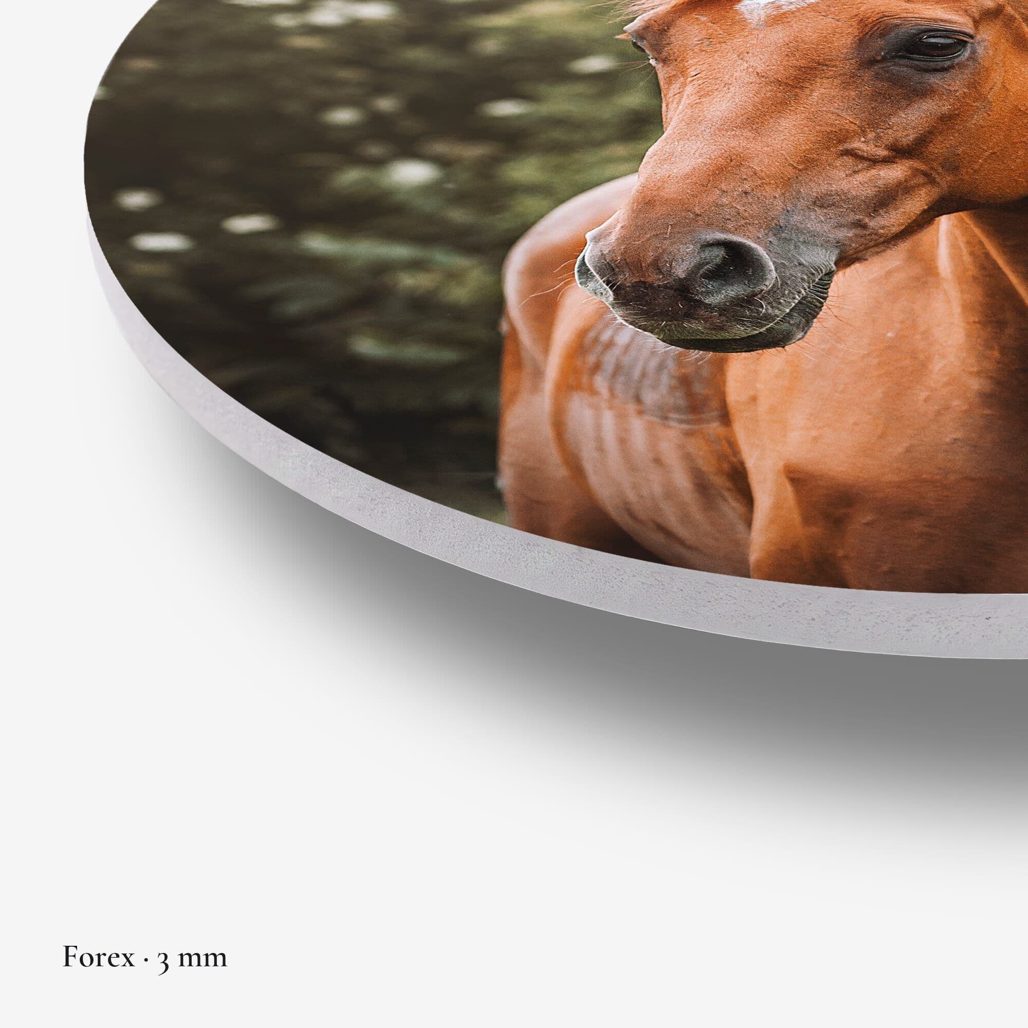 Amber Pride Muurcirkel, detail rand forex