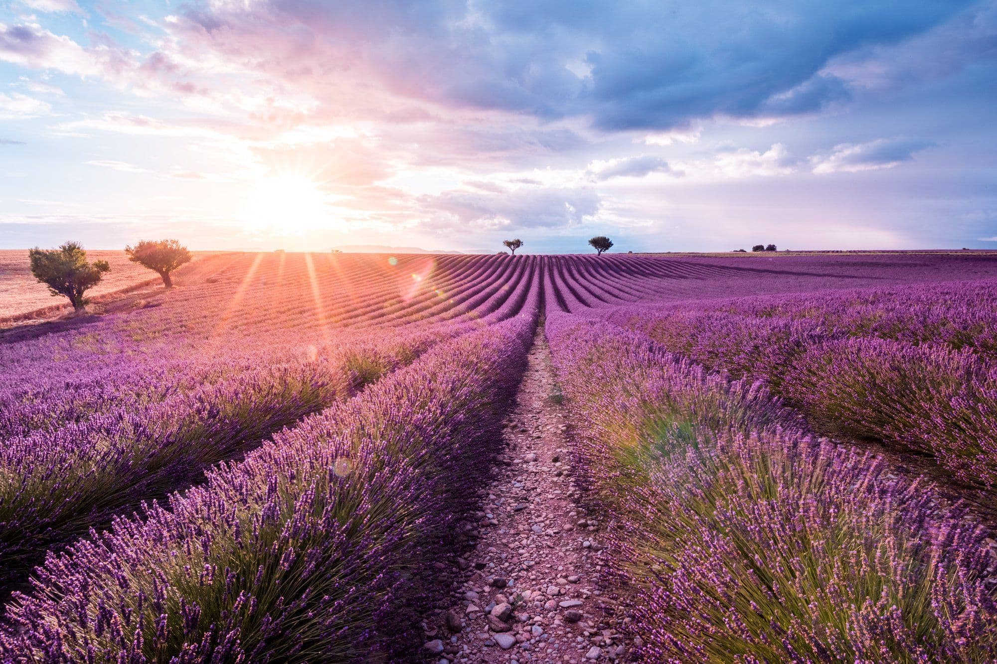 Lavender Field Sunset